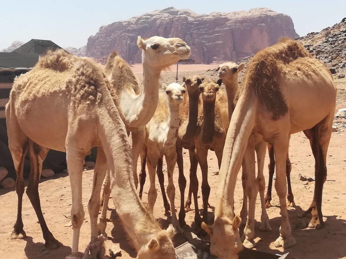 Climbers House In Wadi Rum Zewnętrze zdjęcie